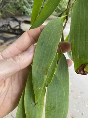 Melaleuca leucadendra