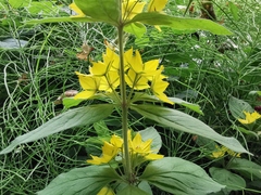 Lysimachia punctata