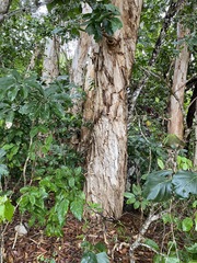 Melaleuca leucadendra