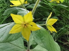 Lysimachia punctata