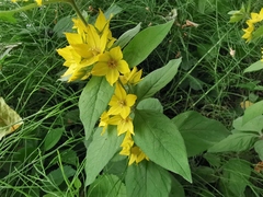 Lysimachia punctata