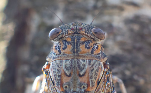 Cicada barbara