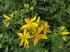 Hypericum perforatum