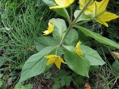 Lysimachia punctata
