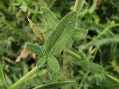 Hypericum perforatum