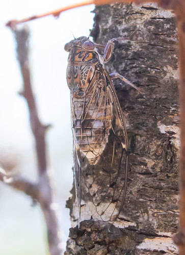 Cicada barbara