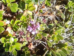 Thymus talijevii paucifolius