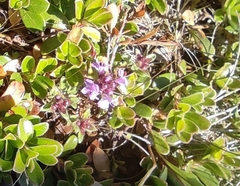 Thymus talijevii paucifolius