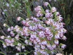 Erica globiceps consors