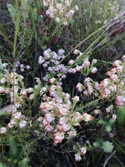 Erica globiceps consors