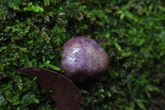 Cortinarius porphyroideus