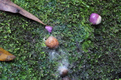 Cortinarius porphyroideus