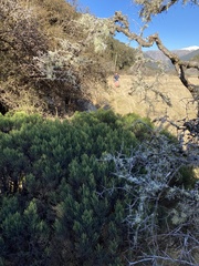 Veronica cupressoides
