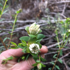Pimelea linifolia collina
