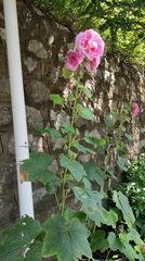 Alcea rosea