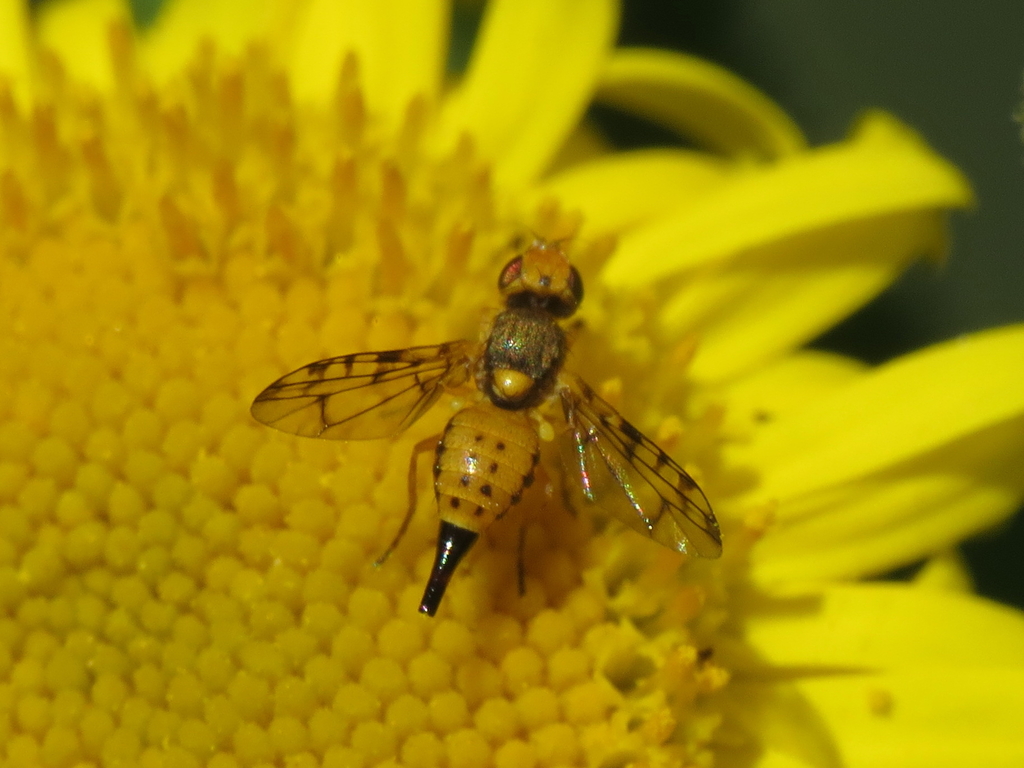 Myopites apicatus