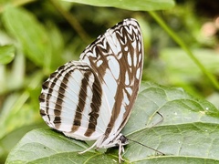 Pseudoneptis bugandensis