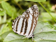Pseudoneptis bugandensis