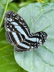 Pseudoneptis bugandensis