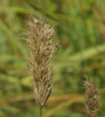 Bromus scoparius