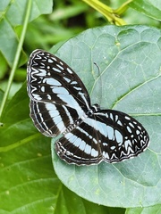 Pseudoneptis bugandensis
