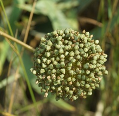 Allium atroviolaceum