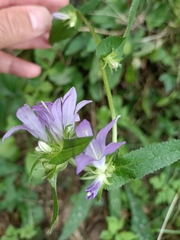 Campanula glomerata glomerata