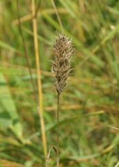 Bromus scoparius
