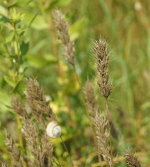 Bromus scoparius