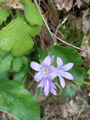 Campanula glomerata glomerata