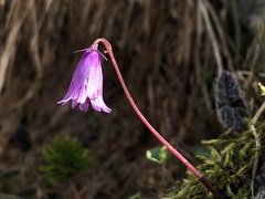 Soldanella