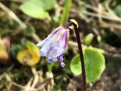 Soldanella