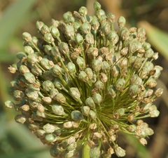 Allium atroviolaceum