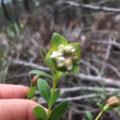 Pimelea linifolia collina