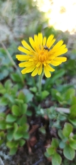 Crepis chrysantha