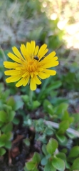 Crepis chrysantha
