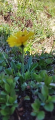 Crepis chrysantha