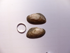 Pseudanodonta complanata