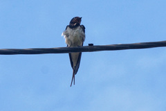 Hirundo rustica