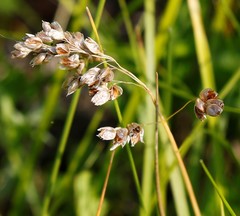 Anthoxanthum glabrum
