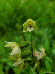 Epipactis