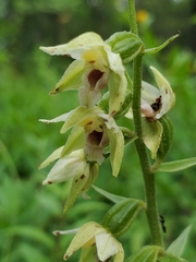 Epipactis