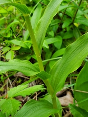 Epipactis