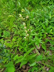 Epipactis