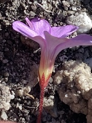 Oxalis eckloniana-nidulans