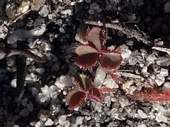 Oxalis eckloniana-nidulans