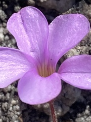 Oxalis eckloniana-nidulans