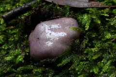 Cortinarius porphyroideus