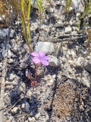 Oxalis eckloniana-nidulans