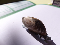 Pseudanodonta complanata
